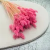 Phalaris Getrocknete - Kanariengras - Dunkelrosa Produktbild-Vorschau 2