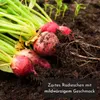 5m Saatband Radieschen Samen (Radies Riesenbutter Vitessa) Produktbild-Vorschau 4