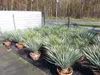 Yucca Rostrata 80 - 100 cm in Bonsai Schale | winterhart | Produktbild-Vorschau 6