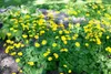 Doronicum orientale 'Little Leo', Gämswurz, gelb, ca. 9x9 Produktbild-Vorschau 2