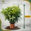 A potted plant with white flowers and green leaves, with a size indicator. Podgląd zdjęcia produktu