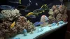 Aquarium Deko Steine Kalkstein 15 kg Mix Rot-Gelb Produktbild-Vorschau 3