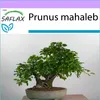 SAFLAX - skalní třešeň - Prunus mahaleb - 30 Semena Náhled obrázku produktu 5