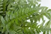 Polystichum tsus-simense, Farn, ca. 9x9 cm Topf Produktbild-Vorschau 1