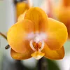 Kolibří orchideje - oranžová zlatá orchidej Phalaenopsis - Náhled obrázku produktu 11