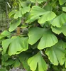 Ginkgo biloba 50-60 cm, kont. 2,5 l Produktbild-Vorschau 2