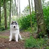 lionto Laisse multifonctions, laisse pour chiens réglable Voir les images du produit 4