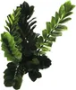 Glücksfeder FloraSelf Zamioculcas zamiifolia H 60-70 cm Ø Produktbild-Vorschau 1