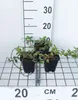 12 x Cotoneaster damm. 'Major' (radicans) - Cotoneaster Voir les images du produit 1