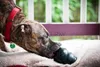 Kong Dog Extreme Large - odolná hračka pre psov 13-30kg Náhľad obrázku produktu 15