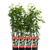 Opletka čínská (Fallopia aubertii) 1L Náhled obrázku produktu 3