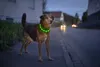 PRECORN LED USB-C Halsband Hund Silikon Hundehalsband Produktbild-Vorschau 2