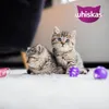 Whiskas Junior Geflügel Auswahl in Gelee, 120 Produktbild-Vorschau 11