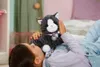 BABY born My Cat Cookie with Box, Zwierzątka dla lalek, 3 Podgląd zdjęcia produktu 24