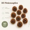 Pinienzapfen 10 Stück 8-12 cm Pinus pinea groß Tannenzapfen Produktbild-Vorschau 2