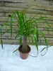 [Palmenlager]  Elefantenfuß 70 cm "Beaucarnea" Nolina Produktbild-Vorschau 3