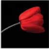 Leinwandbild rote tulpenblüte 60x60 cm Feeby rot wandbild Produktbild-Vorschau 3