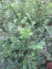 Ulmus parviflora Seiju - chinesische Zwergulme Seiju 60-80 Produktbild-Vorschau 2