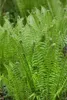 Matteuccia struthiopteris, Straußenfarn, 30–40 cm Produktbild-Vorschau 5
