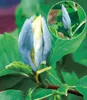 BALDUR Garten 2er Magnolien-Sortiment, Pflanzen im Topf, Produktbild-Vorschau 3