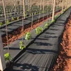 A vineyard with rows of young plants covered with black weed control fabric. Produktbild-Vorschau