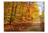 Basera Fototapete Waldmotiv 100403-103, Vliestapete, Produktbild-Vorschau 2