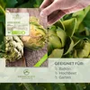 Artischocken Samen (Imperial Star) - Artischocke Saatgut Produktbild-Vorschau 2