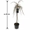 Winterharte Zwerg-Weide als Zierstämmchen ca. 80 cm – Salix Produktbild-Vorschau 5