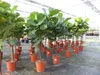 Ficus lyrata | Geigenfeige | Feigenbaum | 125 - 155 cm | Produktbild-Vorschau 8