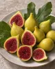 Ficus carica Cuello de Dama Blanca – fíkovník 70–100 cm, Náhled obrázku produktu 3