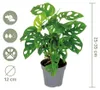 Monstera Adansonii, detta anche "foglia di scimmia", pianta Anteprima dell’immagine prodotto 7
