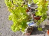 Vitis Vinifera kernlos rote & helle Trauben Weinstock, Produktbild-Vorschau 3