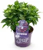 Green boutiQ - Plante de terrasse - Hortensia - Hydrangea Voir les images du produit 2