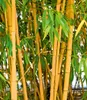 BALDUR Garten 1x Goldener Peking Bambus, Pflanze im 2 Produktbild-Vorschau 2