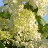 A close-up view of white hydrangea flowers with green leaves against a blue sky. Produktbild-Vorschau