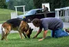 Mein Partner mit der kalten Schnauze 1-3 Produktbild-Vorschau 4