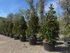 Sunny Tree - Magnolia Grandiflora „Gallisoniensis” - 240 cm Podgląd zdjęcia produktu 5