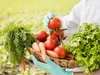 A person wearing light blue gloves is holding a basket filled with fresh vegetables, including tomatoes, carrots, and lettuce, in an outdoor setting. Produktbild-Vorschau