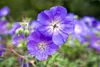 Stauden Gänge 3 x Geranium 'Rozanne ®' im 1 Liter Topf - Produktbild-Vorschau 5