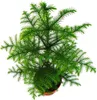 Jedľa izbová - Araucaria heterophylla - črepník 15 cm - Náhľad obrázku produktu 2