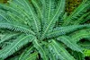 Stauden Gänge 3 x Blechnum spicant im 1 Liter Topf - Produktbild-Vorschau 5
