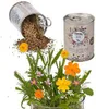 Dosenblume Blumenwiese 37/0043 Produktbild-Vorschau 6