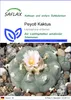 SAFLAX - Peyotl Kaktus - Lophophora williamsii - 20 Samen Produktbild-Vorschau 1