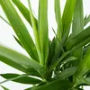 Jukka - Yucca elephantipes - Wysokość 70-80cm - ⌀17cm Podgląd zdjęcia produktu 3