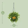 Peperomia Rotundifolia - 25cm - Ø15cm - Plante d'intérieur Voir les images du produit 2