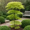 Plante de terrasse - Erable Japonais - Acer palmatum Voir les images du produit 5