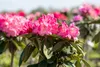 Rhododendron yakushimanum 'Morgenrot', rosa Blüten, 30–40 Produktbild-Vorschau 5