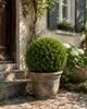 Ilex crenata Jenny Kugel Ø ca. 20 cm | Japanische Produktbild-Vorschau 3
