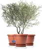 BigDean 3X Blumentopf mit Untersetzer rund ø50xH38 cm Produktbild-Vorschau 1