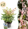 Green boutiQ - Plante de jardin - Nandina Twilight - Voir les images du produit 1